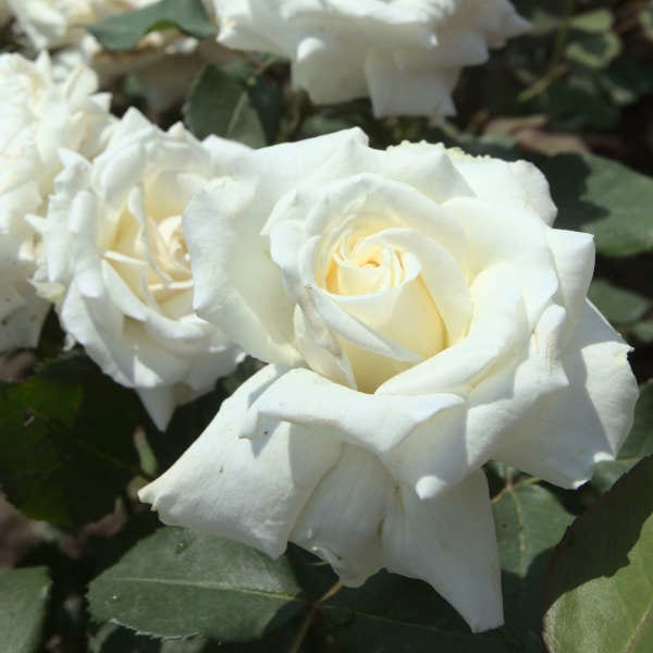 Роза флорибунда Тиара